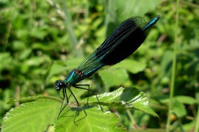 <i>Calopteryx splendens</i>