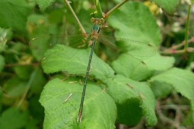 <i>Lestes barbarus</i>