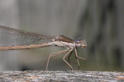 <i>Sympecma fusca</i>