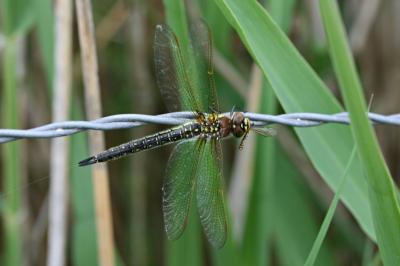 <i>Brachytron pratense</i>