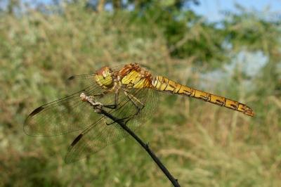 <i>Sympetrum striolatum</i>
