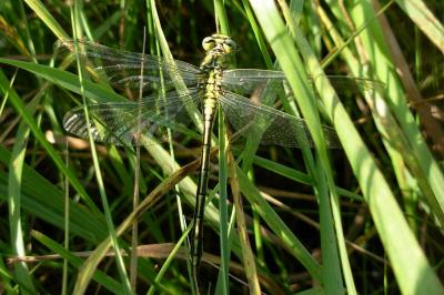 <i>Gomphus pulchellus</i>
