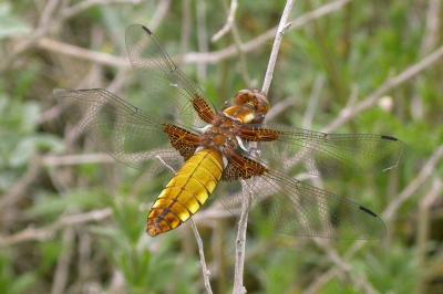 <i>Libellula depressa</i>