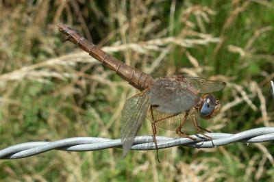 <i>Crocothemis erythraea</i>