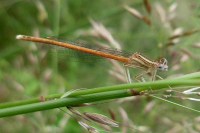 <i>Platycnemis acutipennis</i>