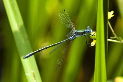 <i>Lestes dryas</i>
