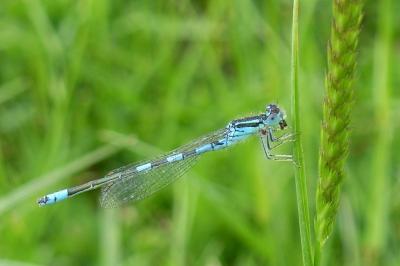 <i>Coenagrion scitulum</i>