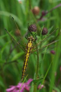 <i>Orthetrum cancellatum</i>