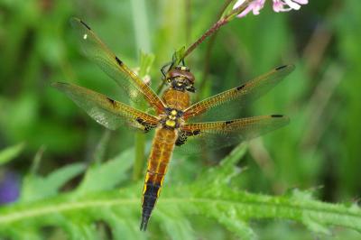<i>Libellula quadrimaculata</i>