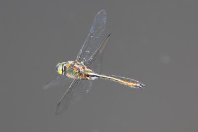 <i>Cordulia aenea</i>