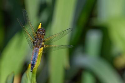 <i>Libellula fulva</i>