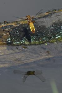 <i>Libellula depressa</i>