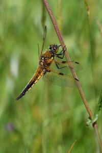 <i>Libellula quadrimaculata</i>