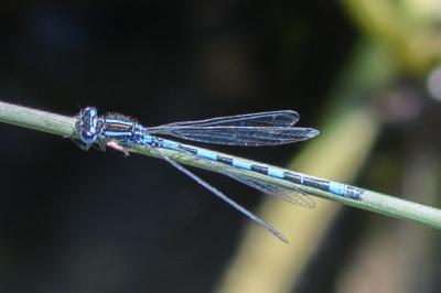 <i>Coenagrion mercuriale</i>
