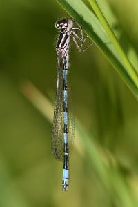 <i>Coenagrion mercuriale</i>