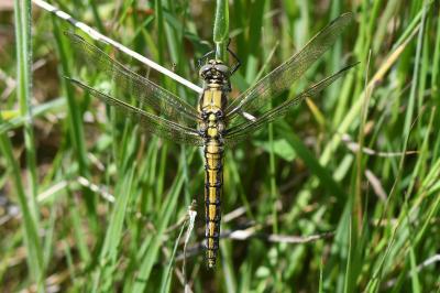 <i>Orthetrum cancellatum</i>