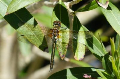 <i>Cordulia aenea</i>