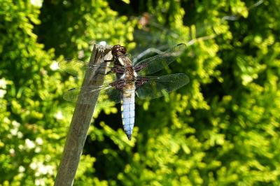 <i>Libellula depressa</i>