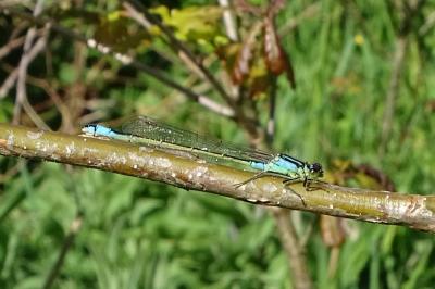 <i>Ischnura elegans</i>