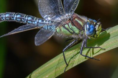 <i>Brachytron pratense</i>