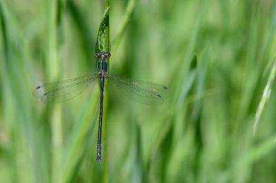 <i>Lestes dryas</i>