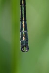 <i>Lestes dryas</i>