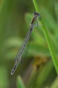 <i>Ischnura pumilio</i>