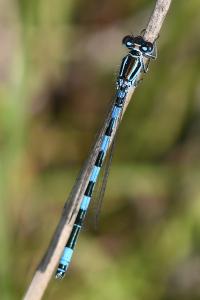 <i>Coenagrion mercuriale</i>