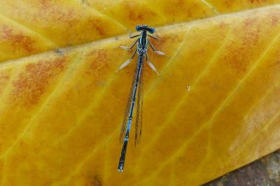 <i>Platycnemis pennipes</i>