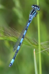 <i>Coenagrion mercuriale</i>