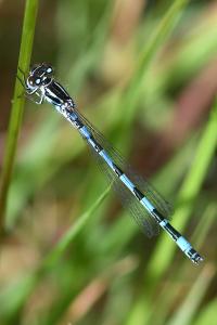 <i>Coenagrion mercuriale</i>