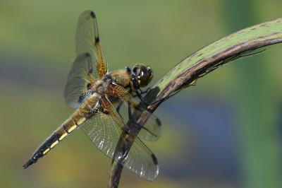 <i>Libellula quadrimaculata</i>