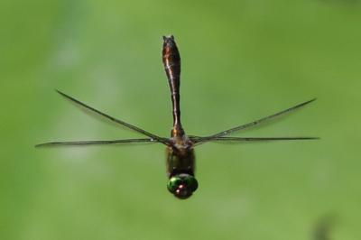 <i>Cordulia aenea</i>