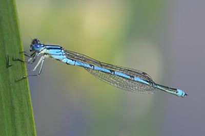 <i>Erythromma lindenii</i>