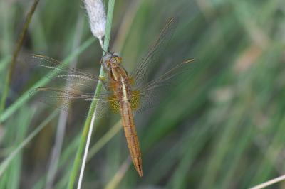<i>Crocothemis erythraea</i>