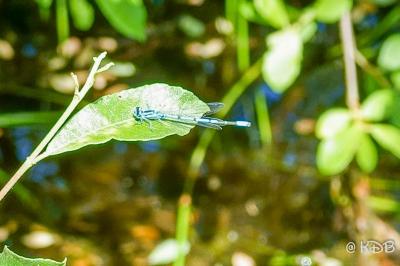 <i>Coenagrion puella</i>