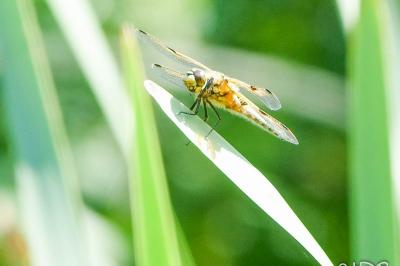 <i>Libellula quadrimaculata</i>