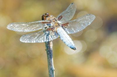 <i>Libellula depressa</i>