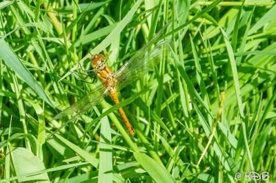 <i>Sympetrum sanguineum</i>