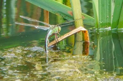 <i>Anax imperator</i>