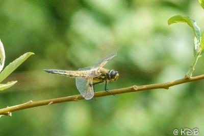 <i>Libellula quadrimaculata</i>