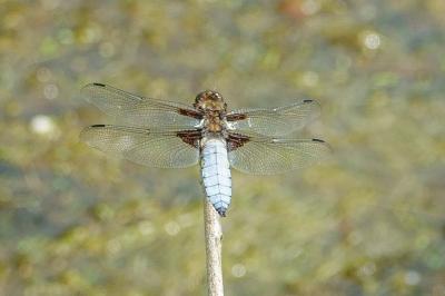 <i>Libellula depressa</i>