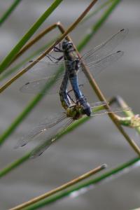 <i>Orthetrum cancellatum</i>
