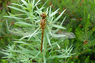 <i>Sympetrum striolatum</i>