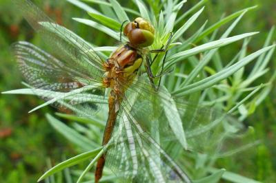 <i>Sympetrum striolatum</i>