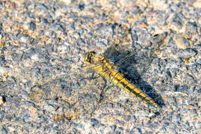 <i>Orthetrum cancellatum</i>