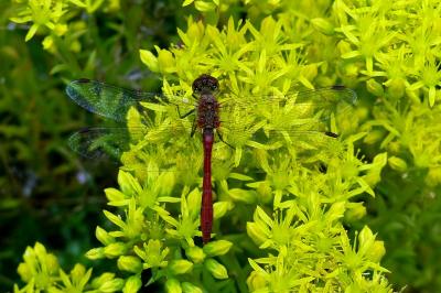 <i>Sympetrum sanguineum</i>