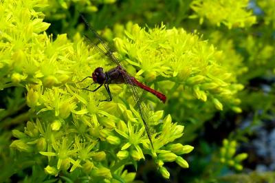 <i>Sympetrum sanguineum</i>