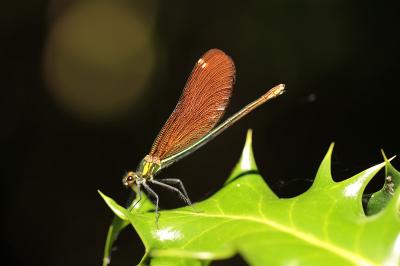 <i>Calopteryx virgo</i>