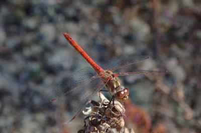 <i>Sympetrum striolatum</i>